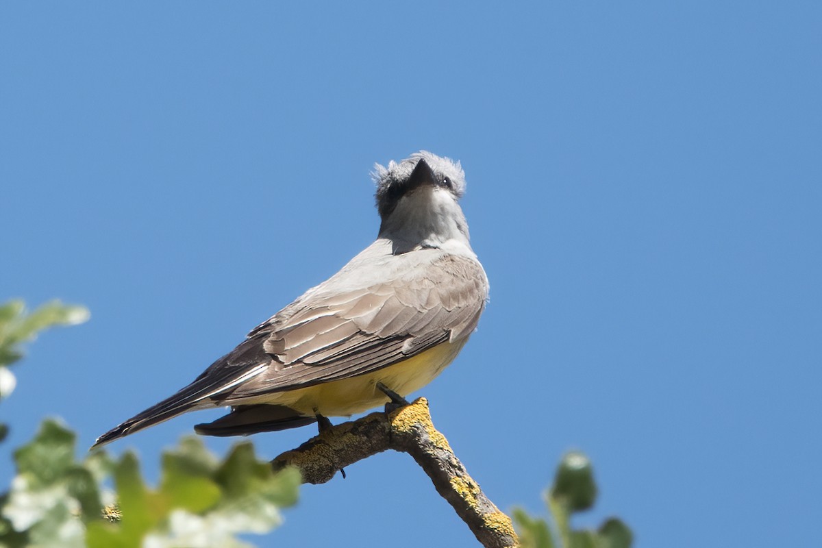 Western Kingbird - ML451553521