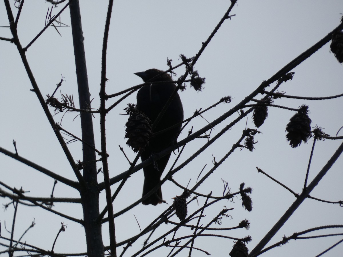 American Crow - ML451553561