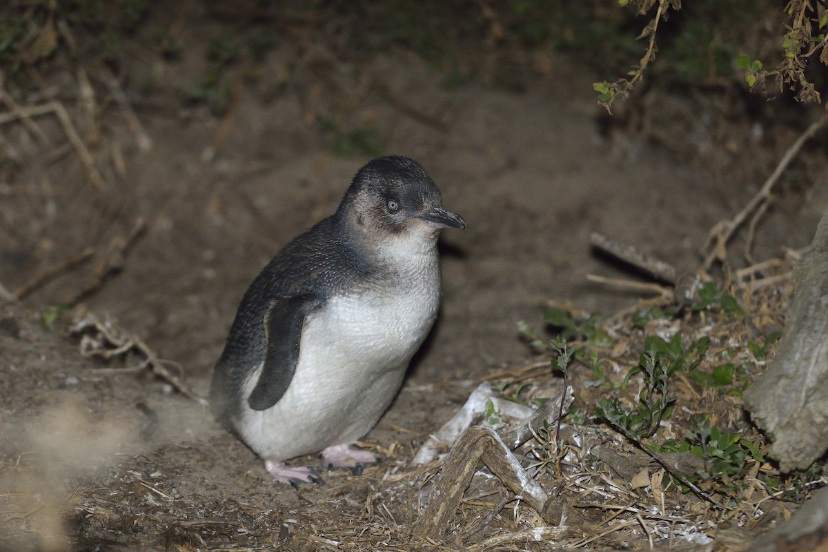 Малый пингвин - ML451553701
