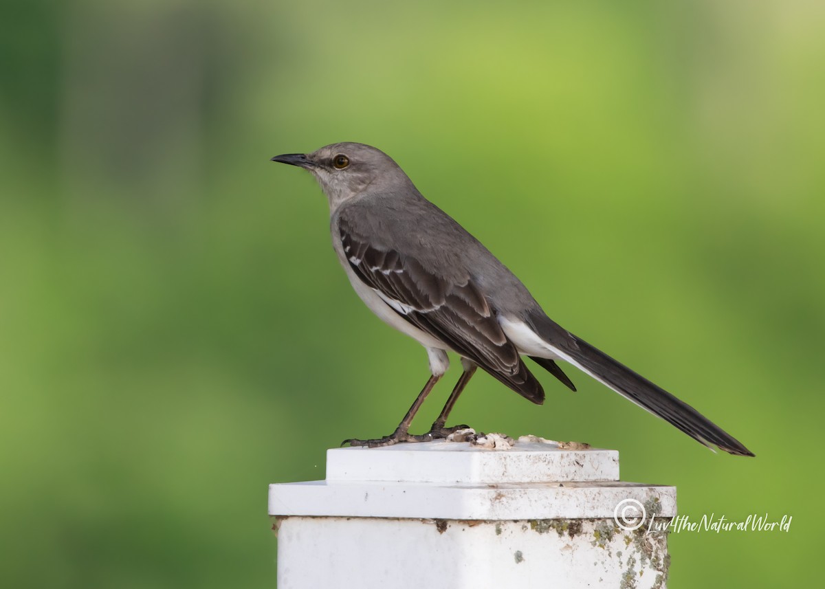 Northern Mockingbird - ML451553771