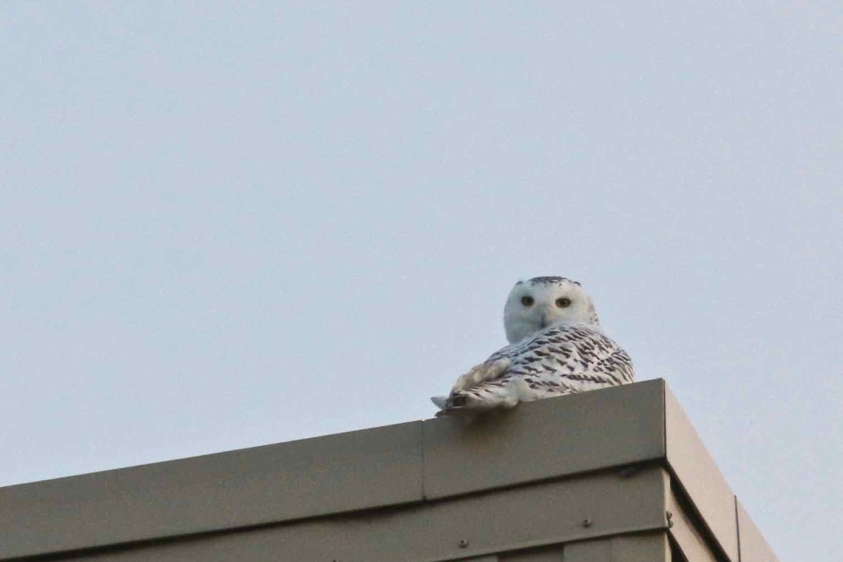 Snowy Owl - ML45155391