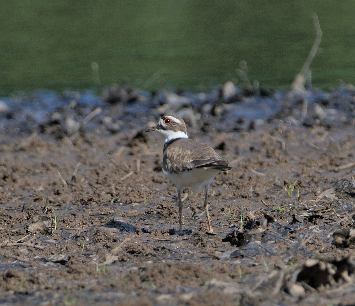 Killdeer - ML451554001