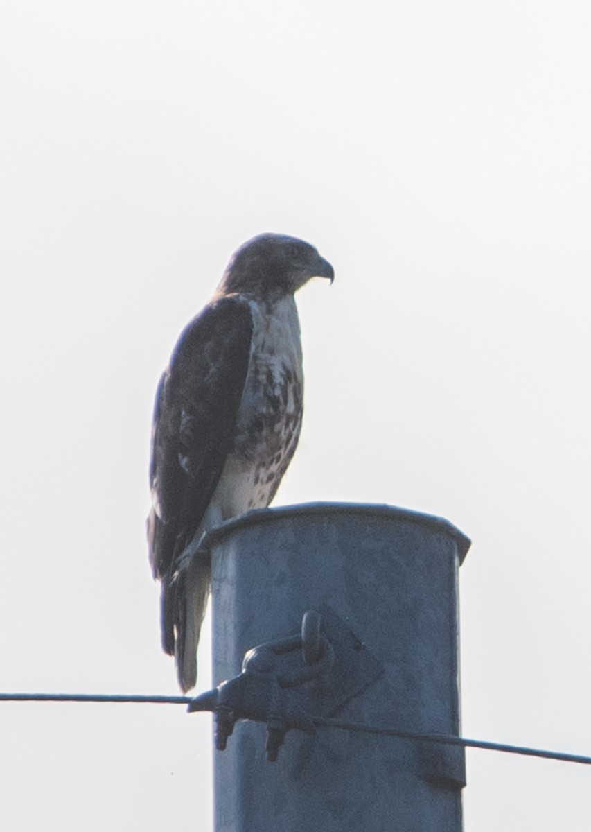 Red-tailed Hawk - ML451554311