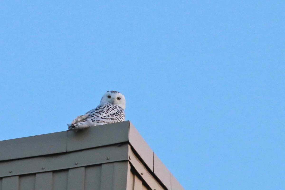 Snowy Owl - ML45155441