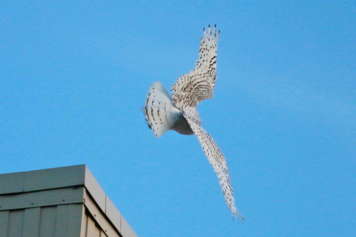 Snowy Owl - ML45155501