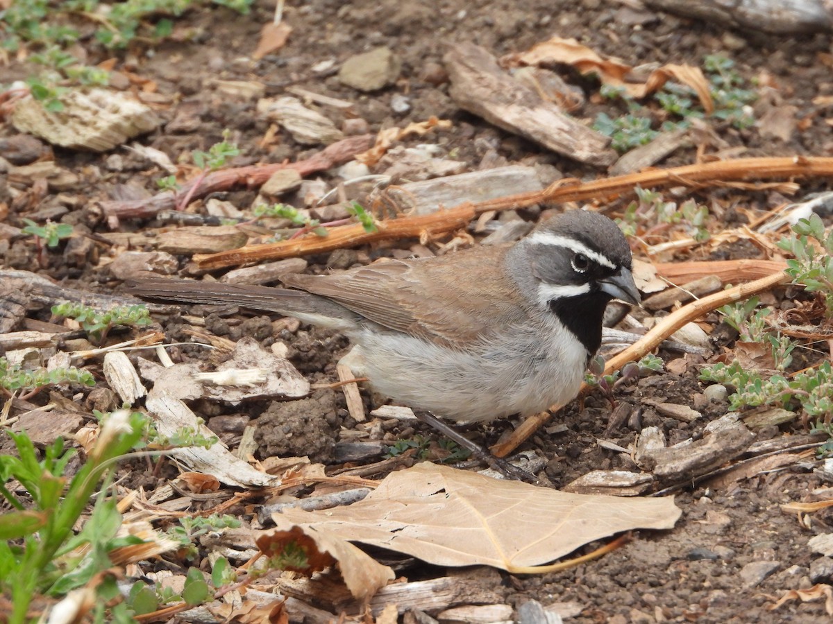 Black-throated Sparrow - Roger Schoedl