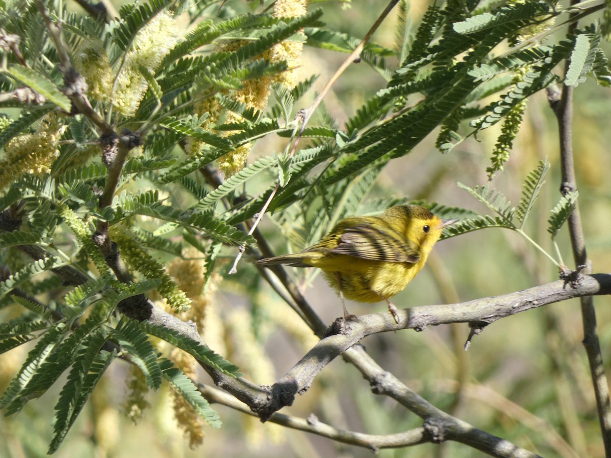 Wilson's Warbler - ML451555501