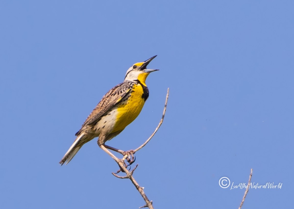 Eastern Meadowlark - ML451555811