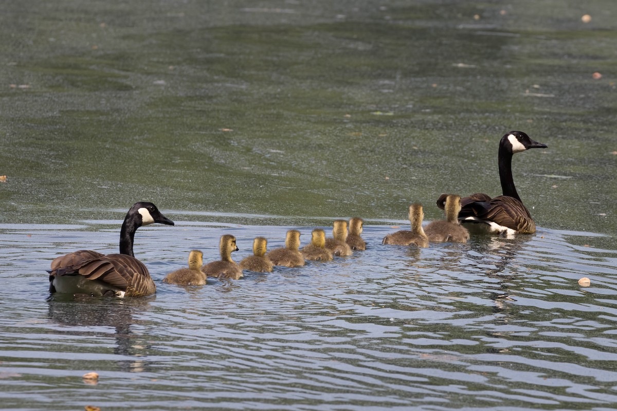 Canada Goose - ML451556671