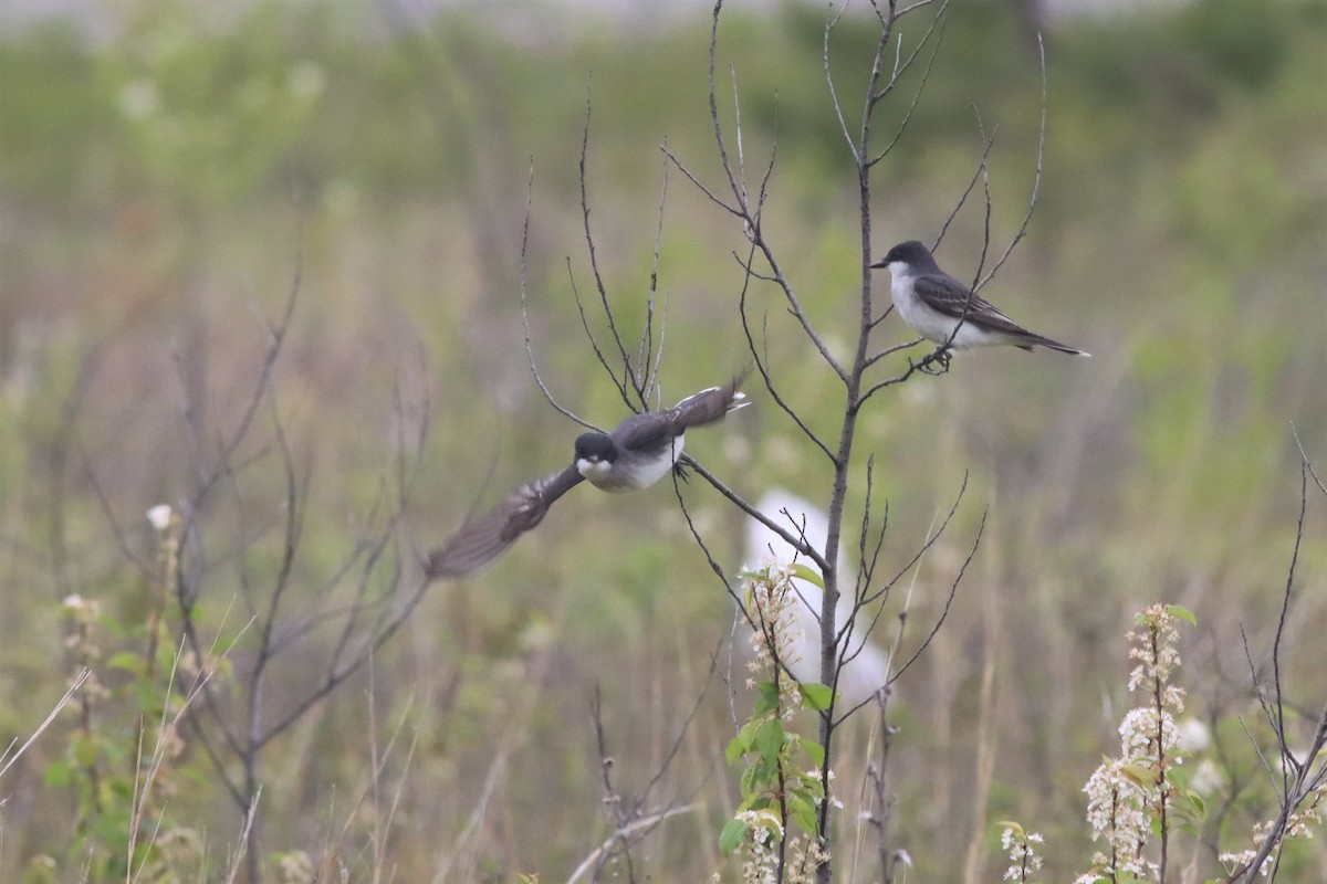 Schieferrücken-Königstyrann - ML451556701