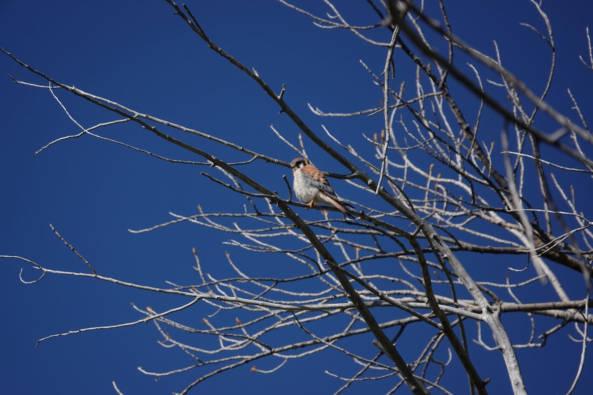 American Kestrel - ML451556901