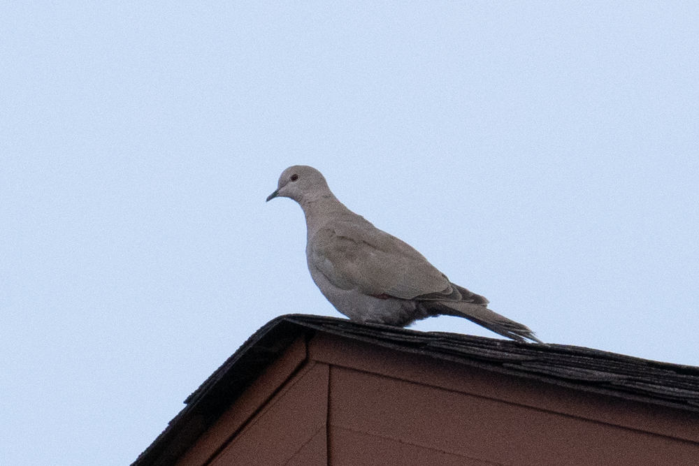 Eurasian Collared-Dove - ML451556951