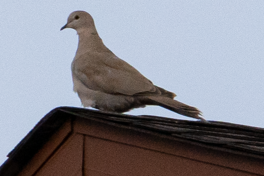 Eurasian Collared-Dove - ML451556961