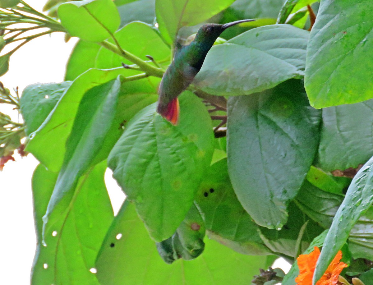 Rufous-tailed Hummingbird - ML451557481