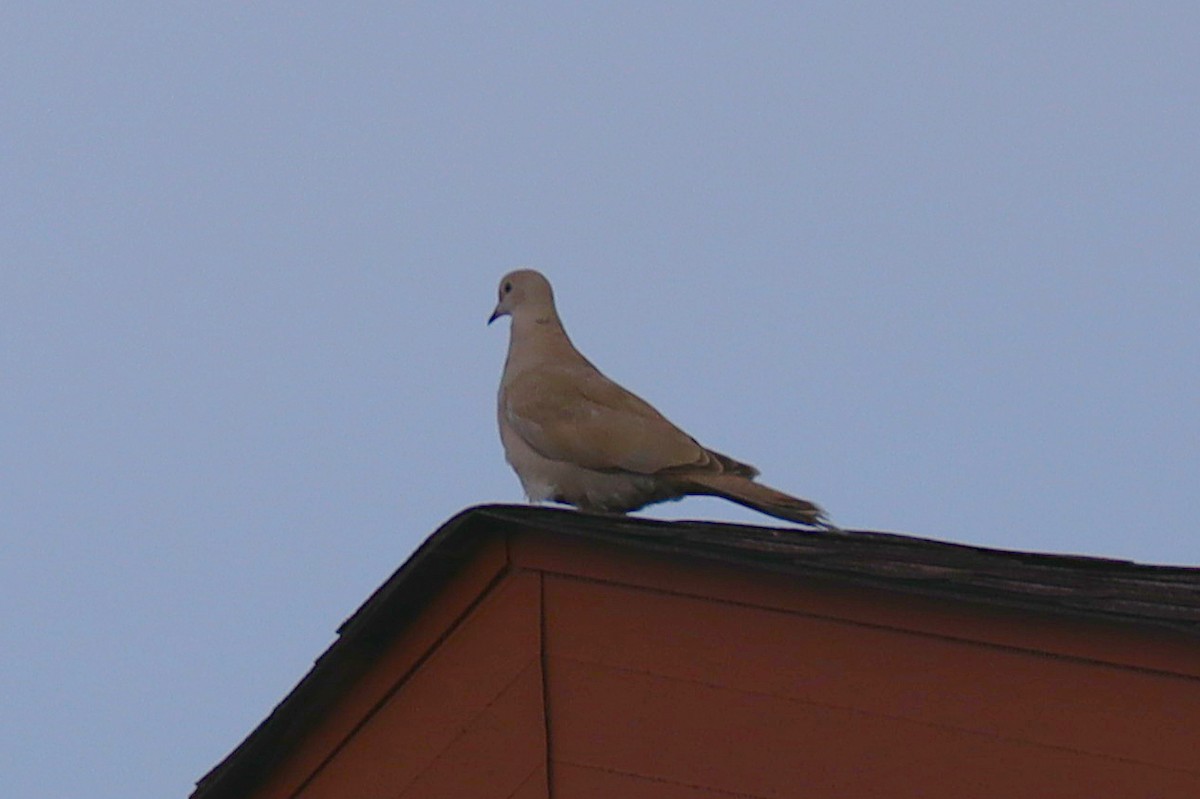 Eurasian Collared-Dove - ML451557491