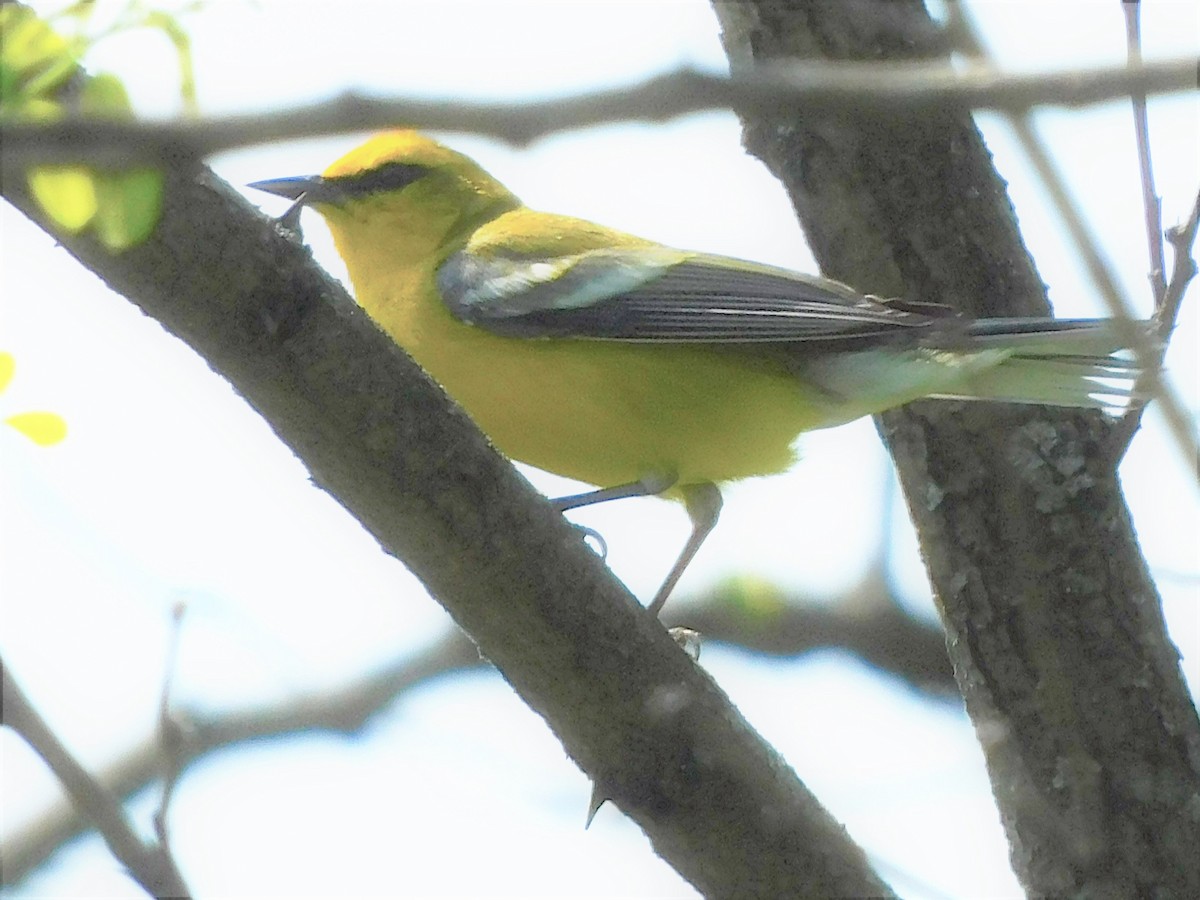 Blauflügel-Waldsänger - ML451557541