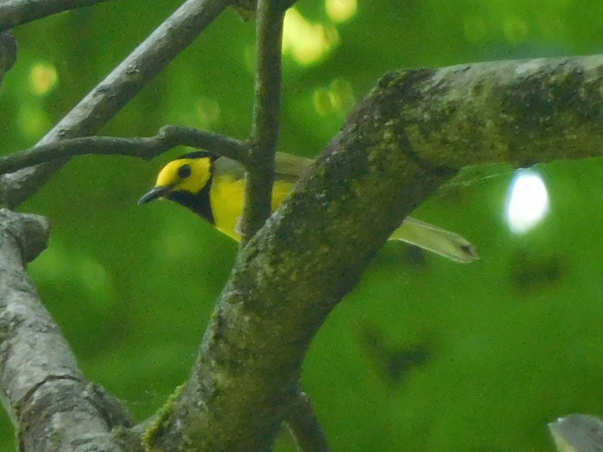 Kapuzenwaldsänger - ML451557681