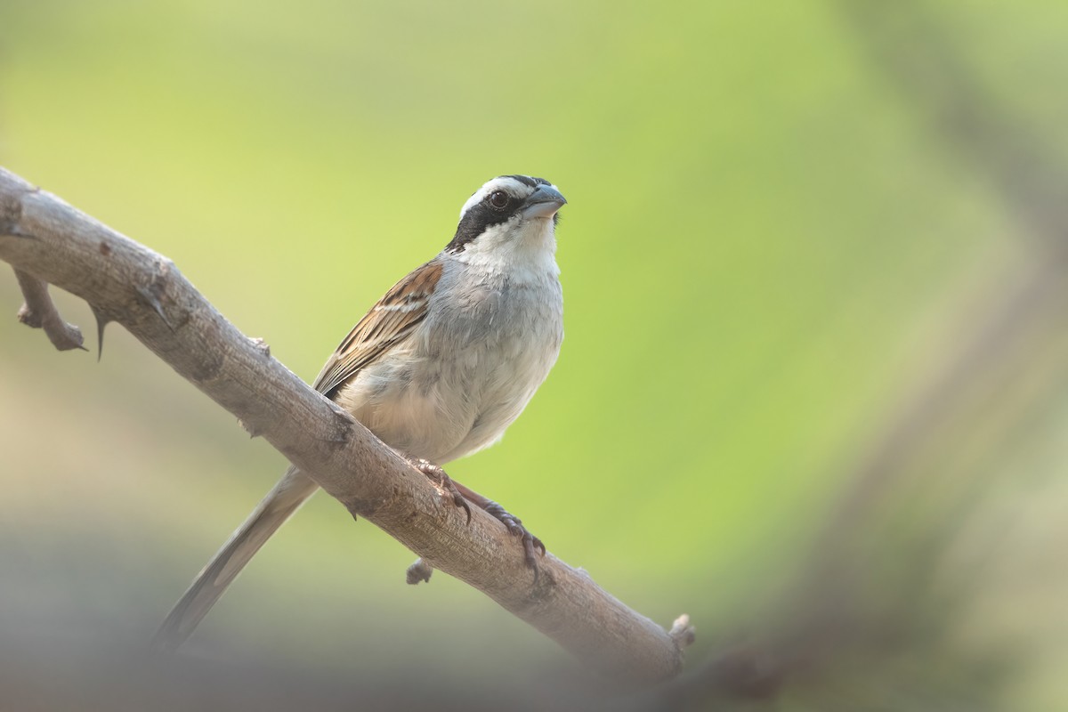 Stripe-headed Sparrow - Adam Jackson