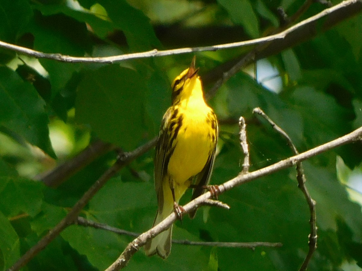 Rotmantel-Waldsänger - ML451557961