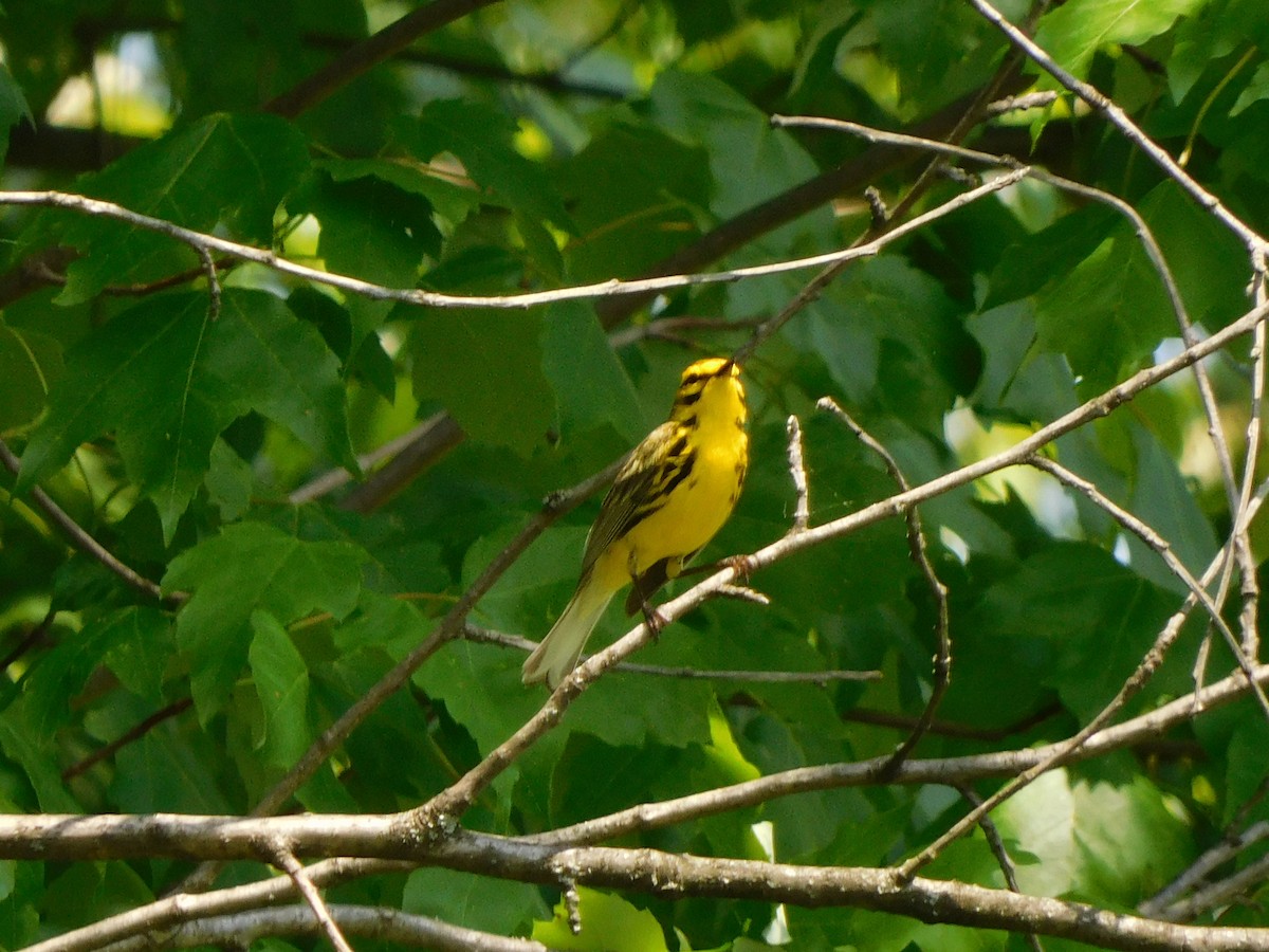 Rotmantel-Waldsänger - ML451557971