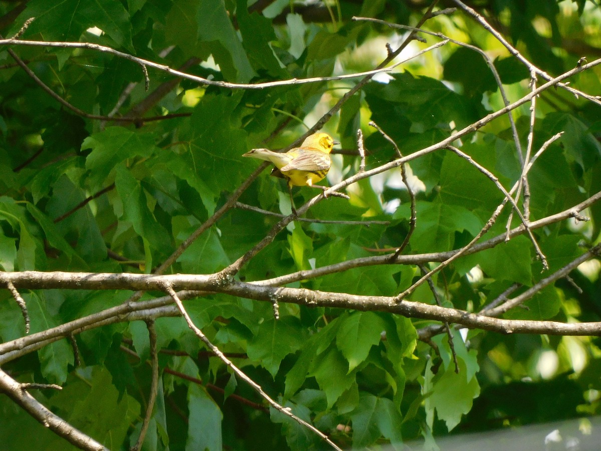 Rotmantel-Waldsänger - ML451557981