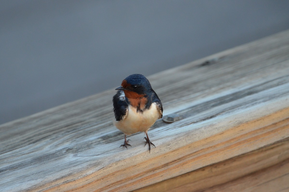 Barn Swallow - ML451558231