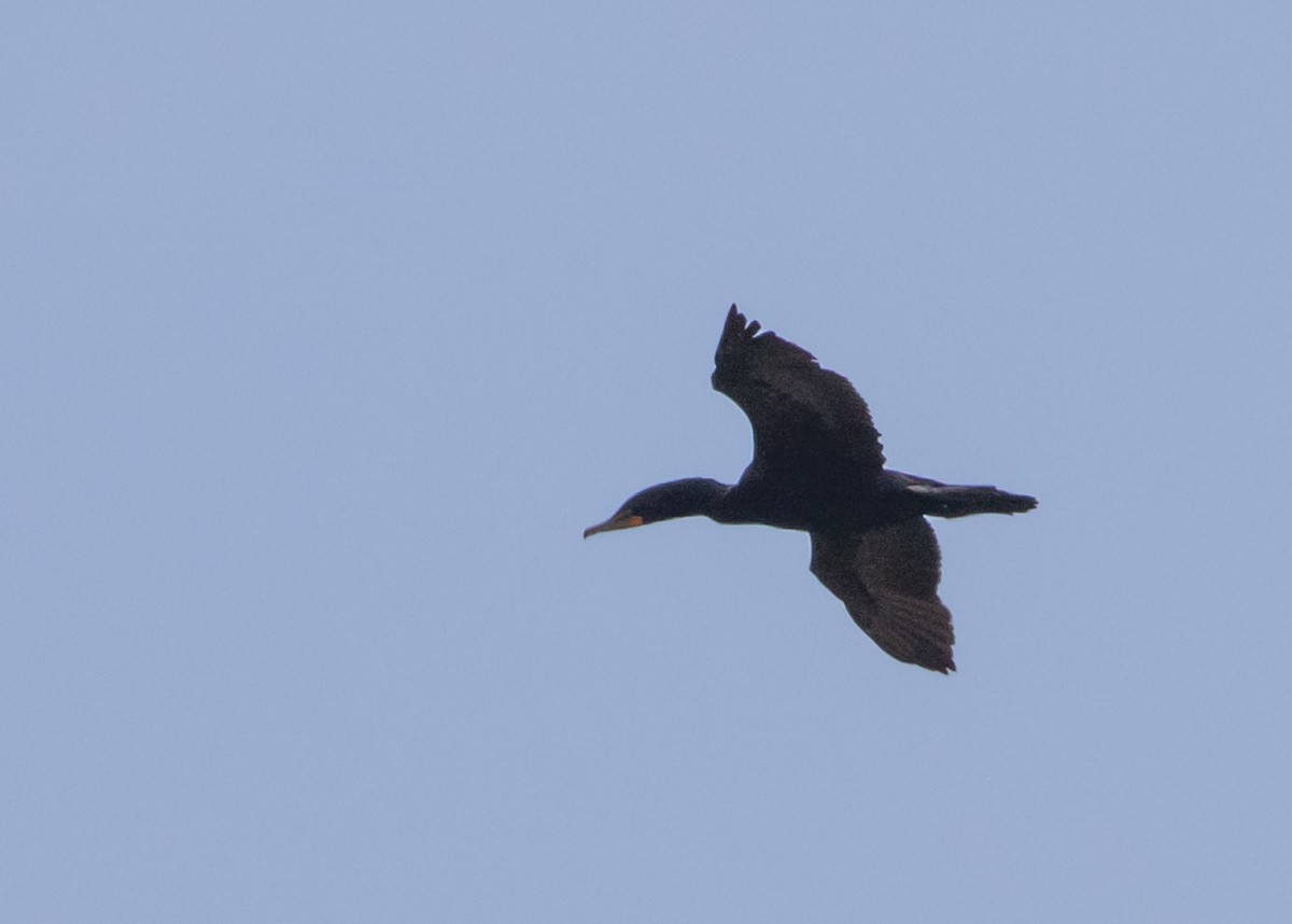 Double-crested Cormorant - ML451558261