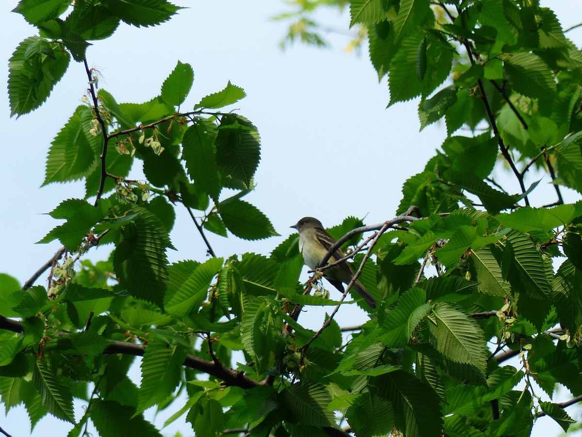 Least Flycatcher - ML451559051