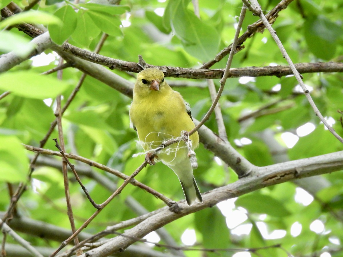 American Goldfinch - ML451560061