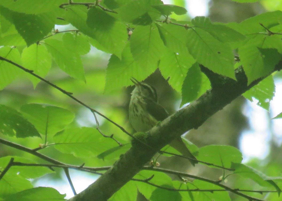 Louisiana Waterthrush - ML451560611