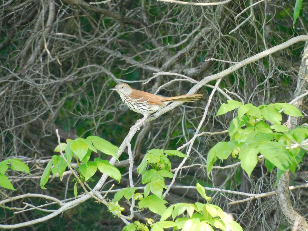 Brown Thrasher - ML451560851