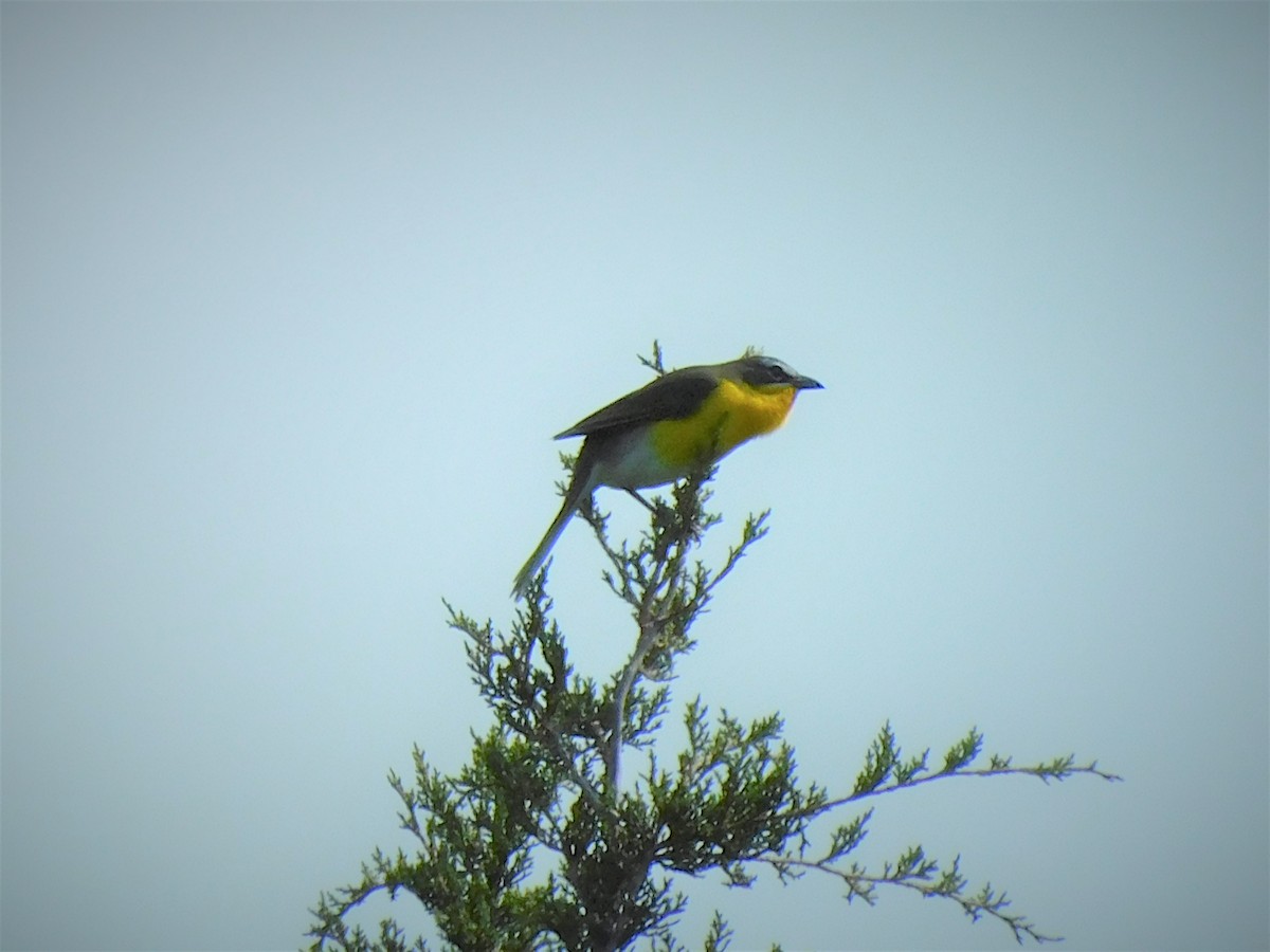 Yellow-breasted Chat - Pete Huffer