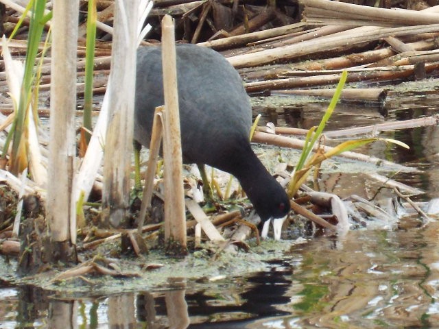 American Coot - ML451561511