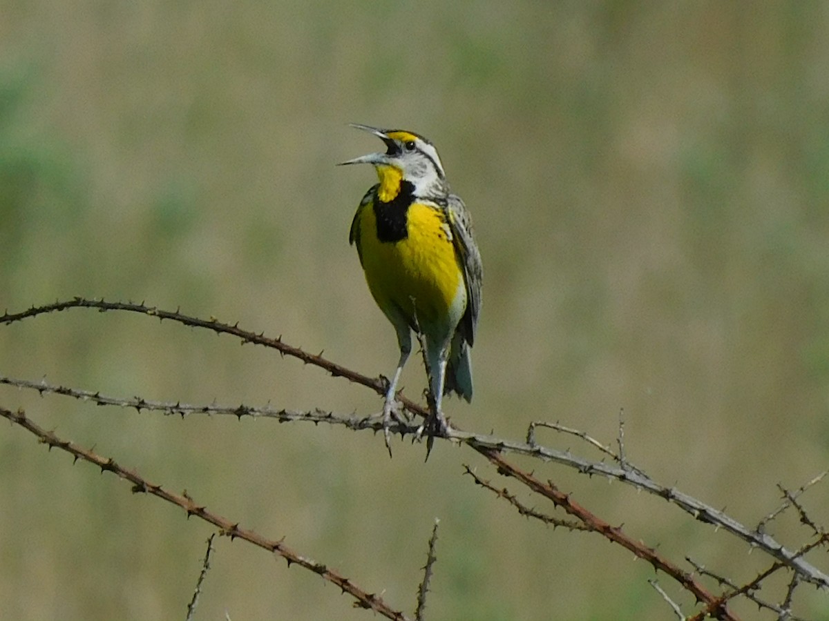 Eastern Meadowlark - ML451561531