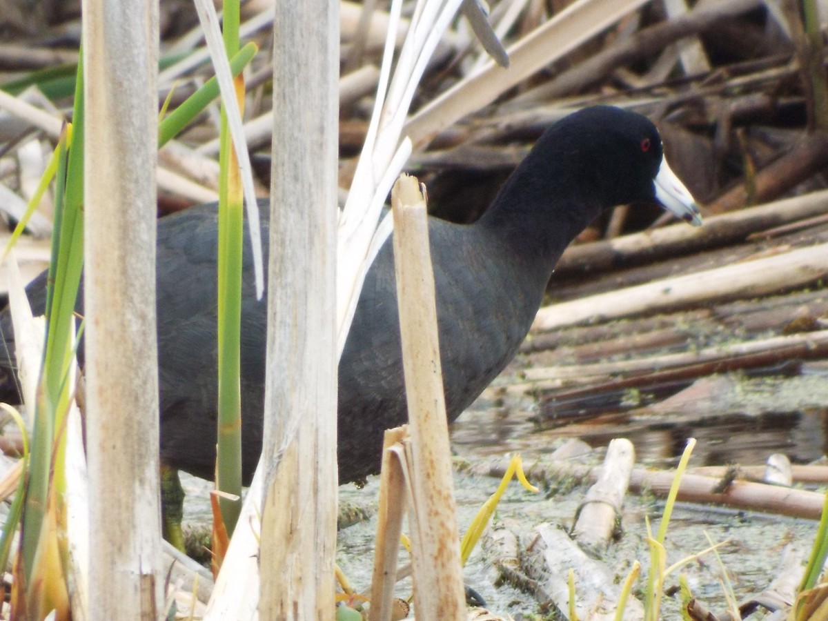 American Coot - ML451561651