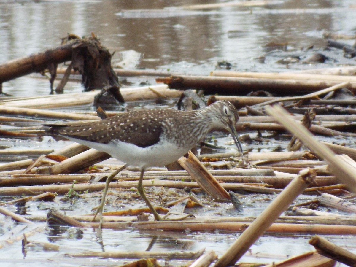 Solitary Sandpiper - ML451561731