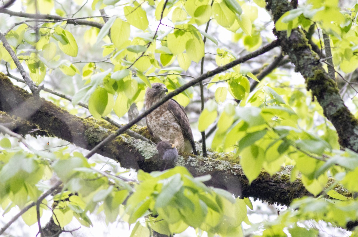 Broad-winged Hawk - ML451561751