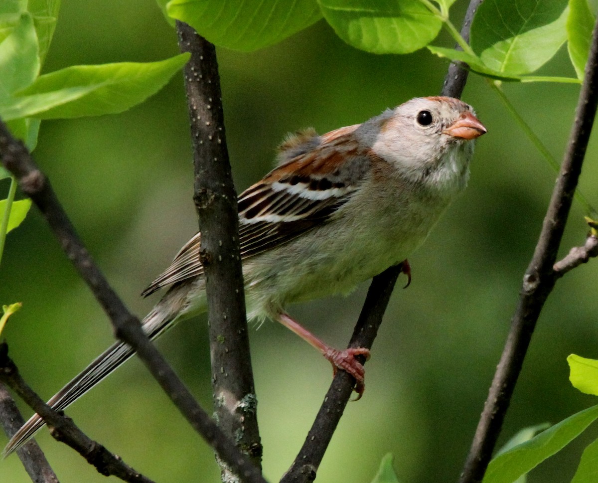 Field Sparrow - ML451561771