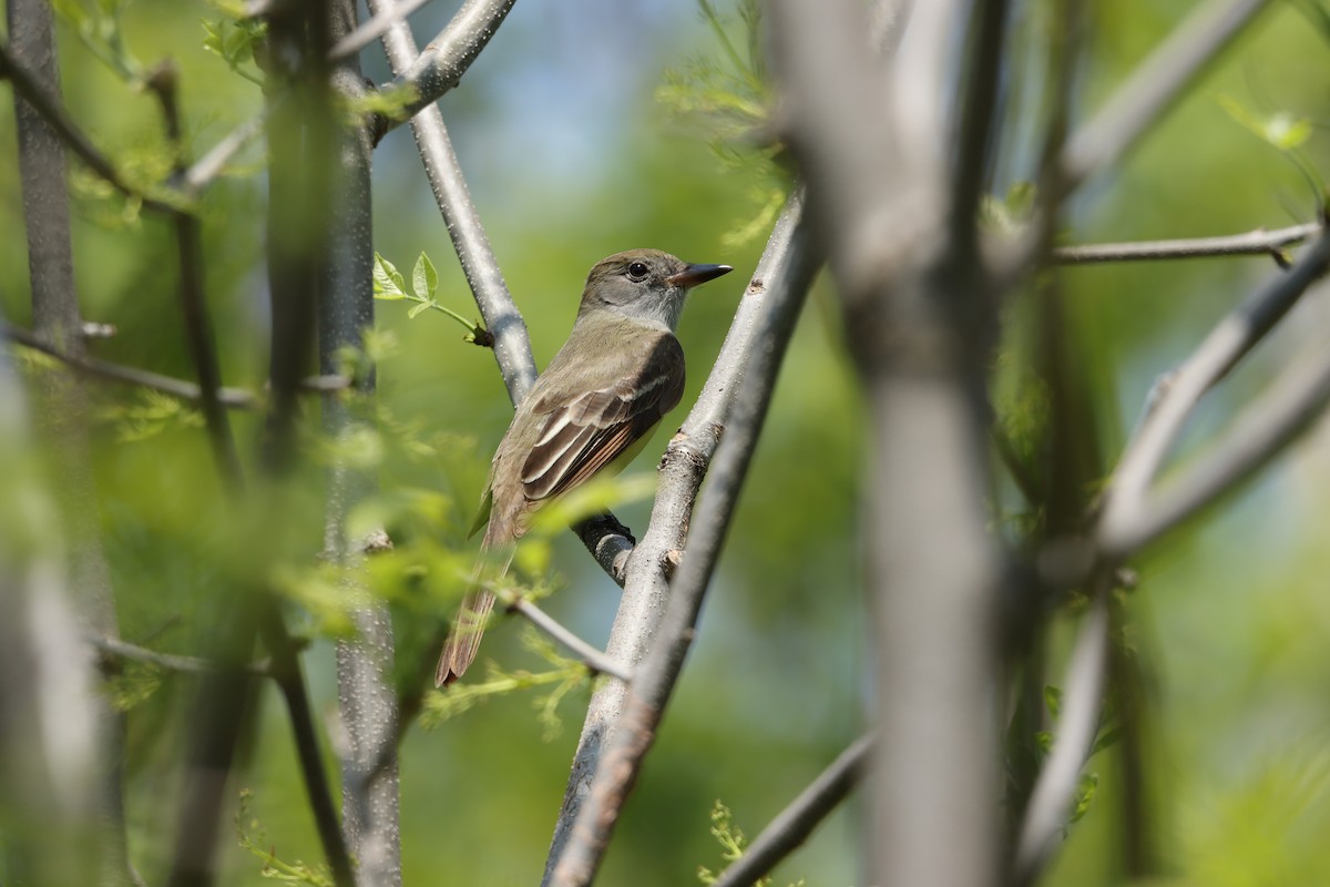 Great Crested Flycatcher - ML451562111