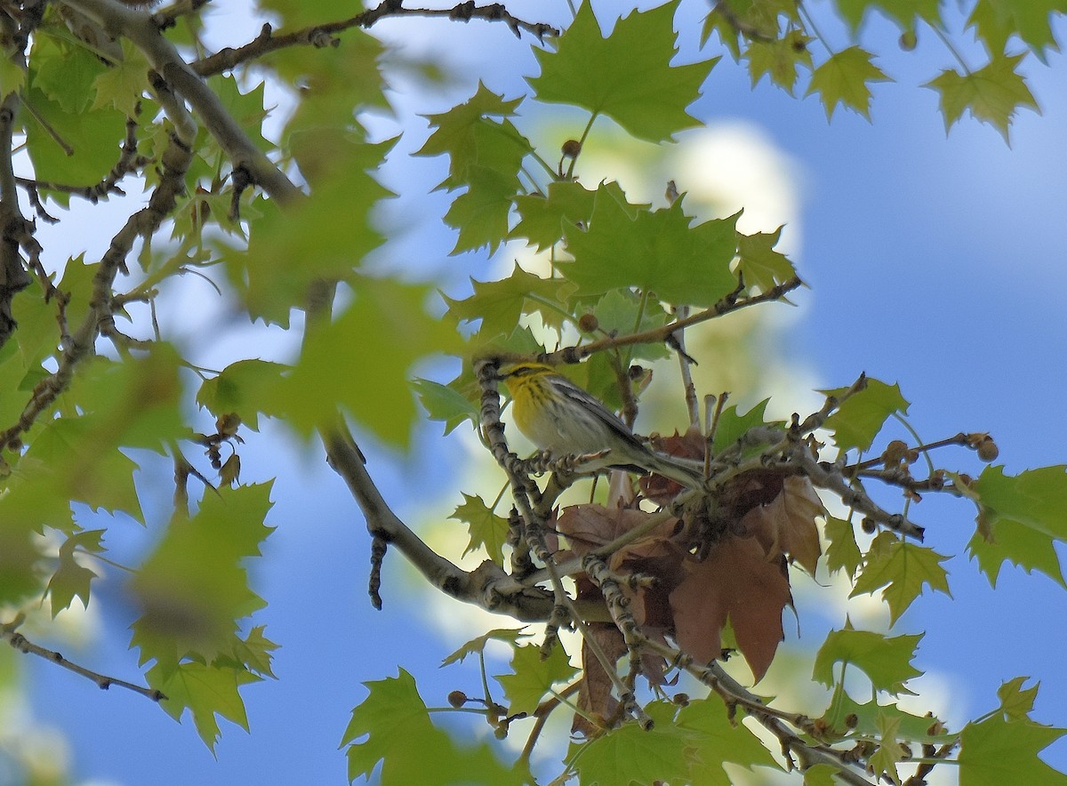 Townsend's Warbler - ML451562231