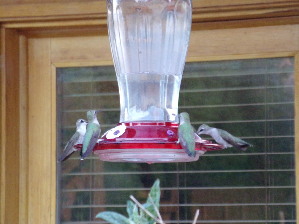 Broad-tailed Hummingbird - ML451564171