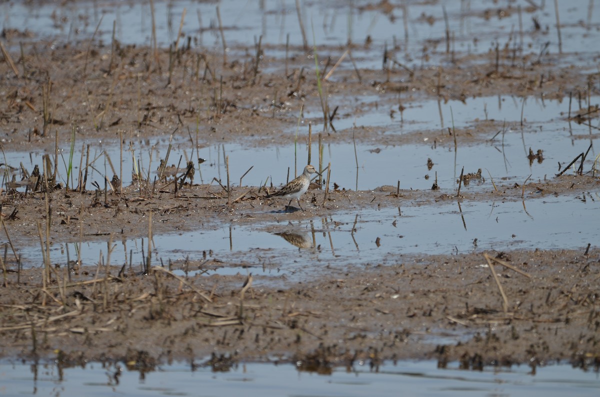 Bécasseau à croupion blanc - ML451565131