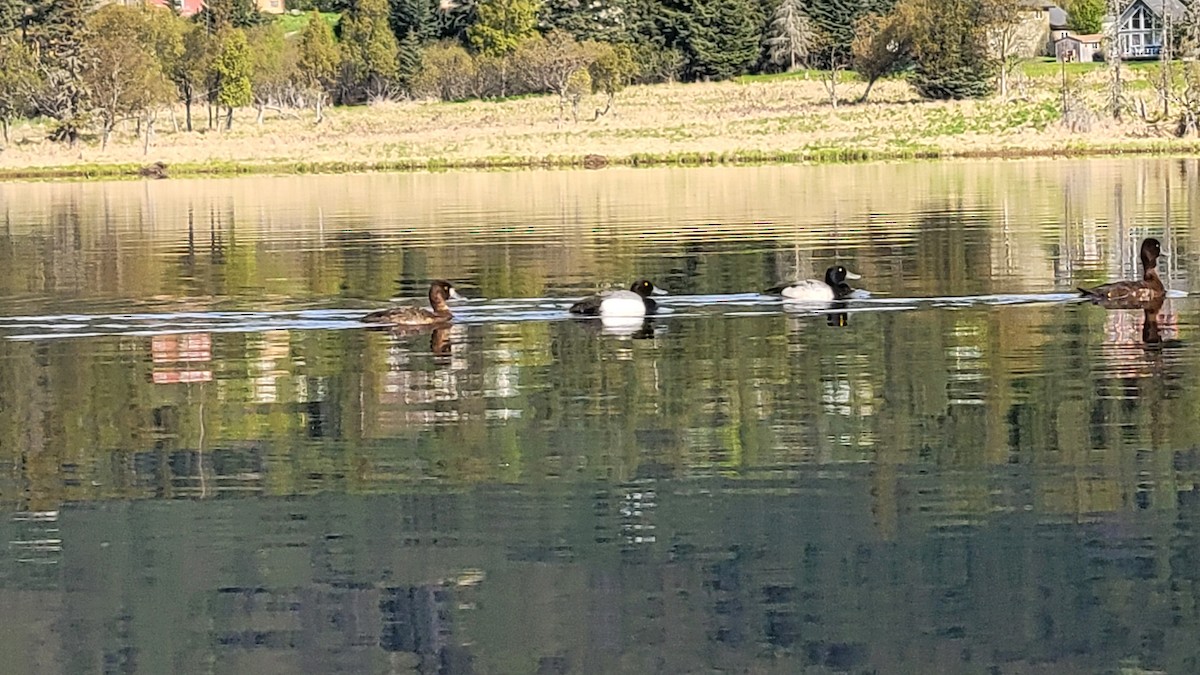Greater Scaup - ML451565191