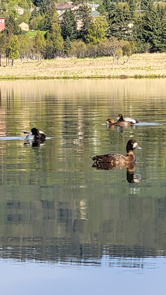 Greater Scaup - ML451565211