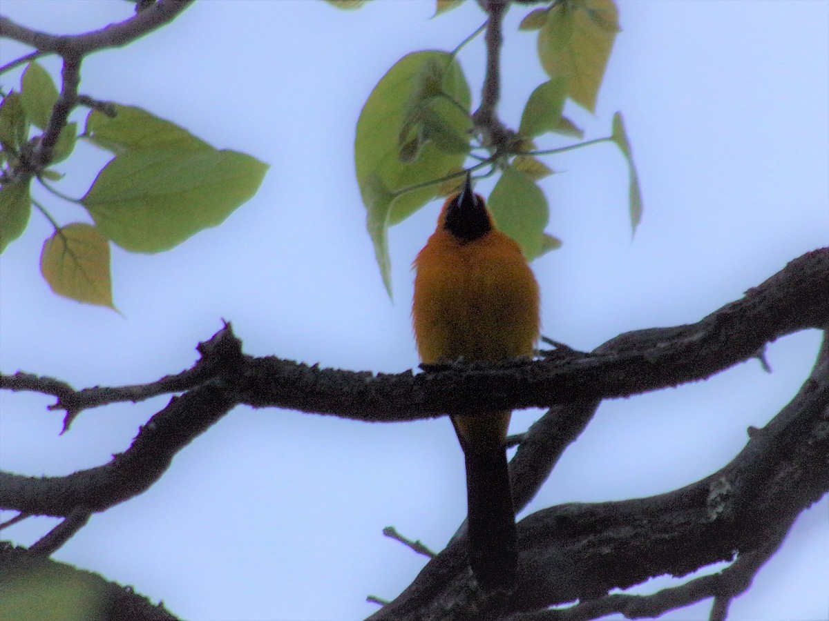 Hooded Oriole - ML451565681