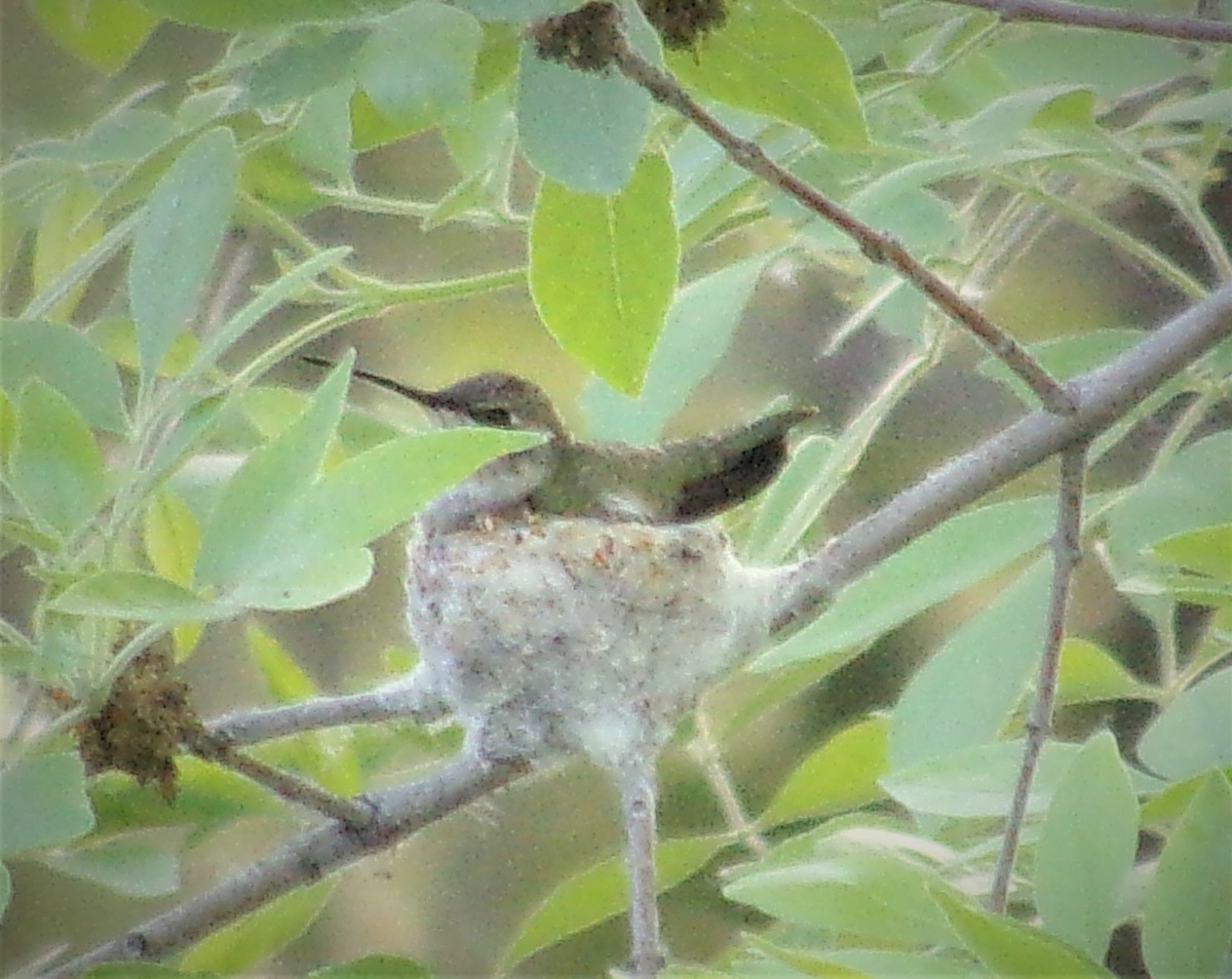 Broad-tailed Hummingbird - ML451565951