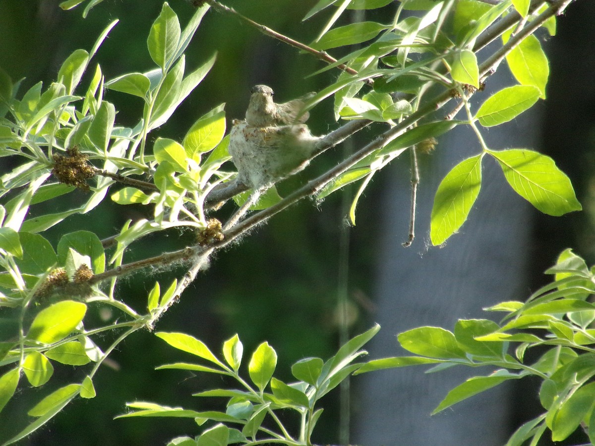 Broad-tailed Hummingbird - ML451566001