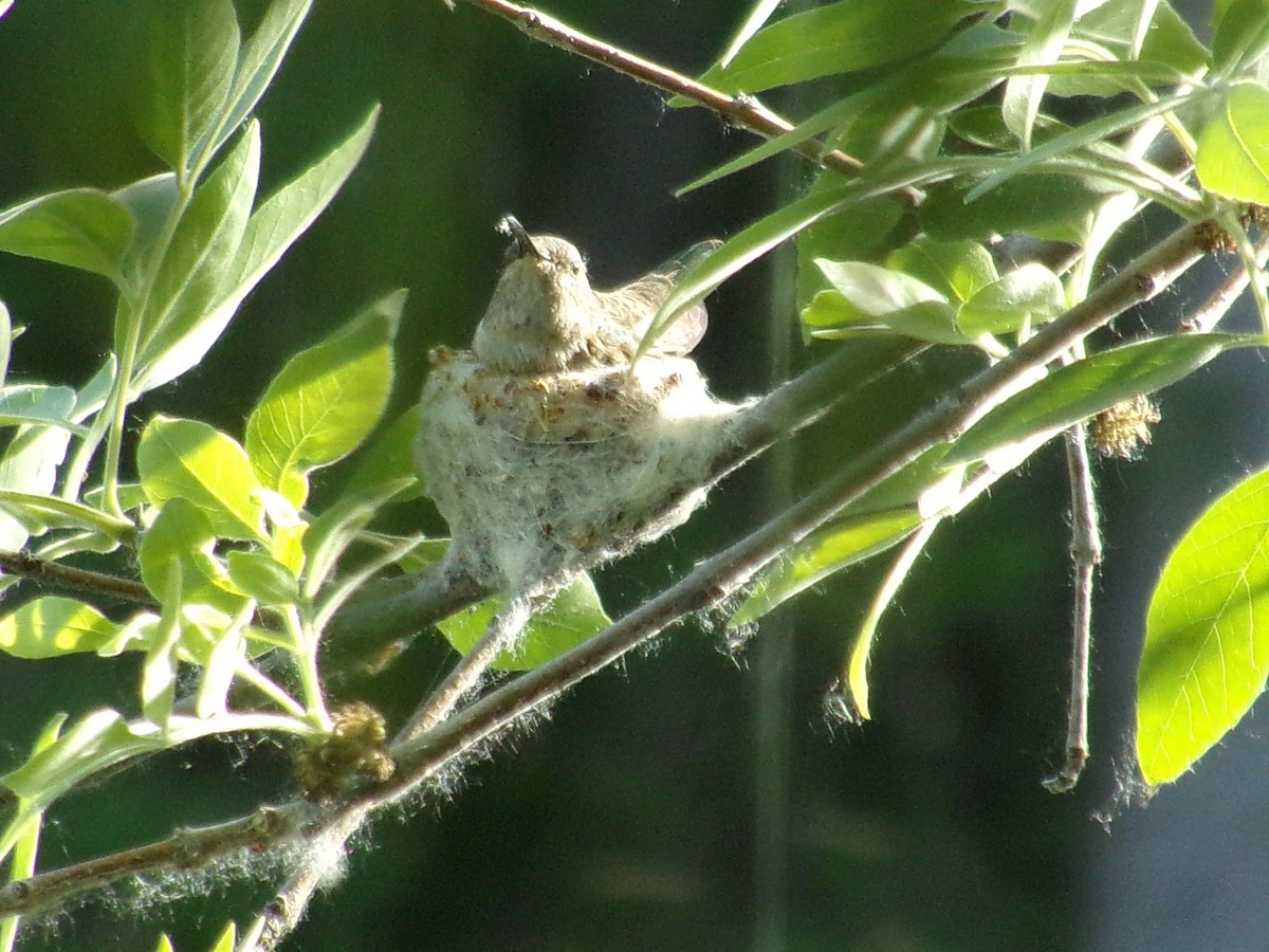 Broad-tailed Hummingbird - ML451566011