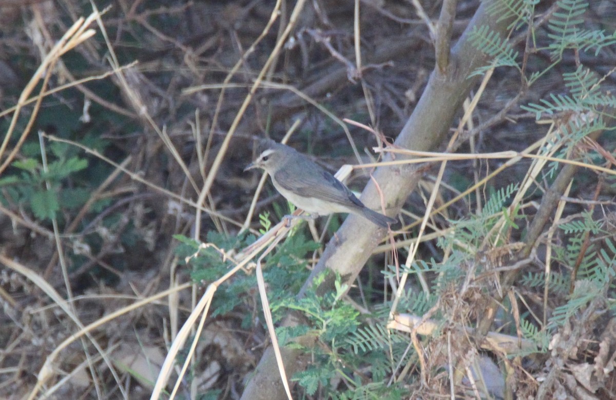 Warbling Vireo - Christopher Pipes