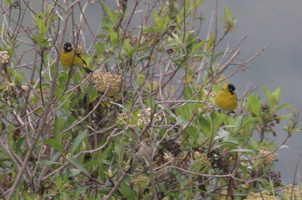 Hooded Siskin - ML45156781